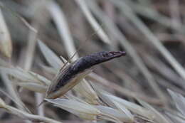 Image of Ergot