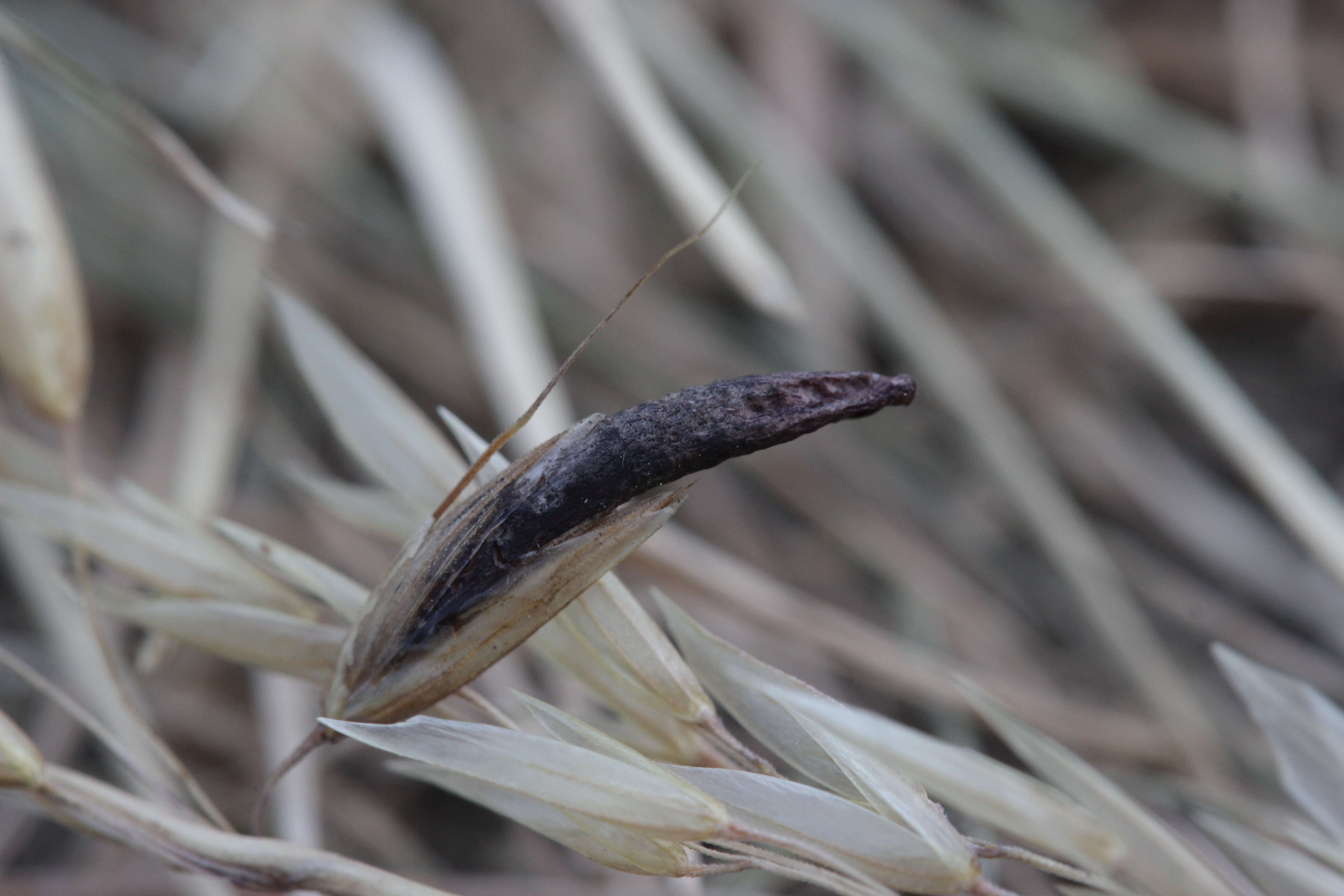 Image of Ergot