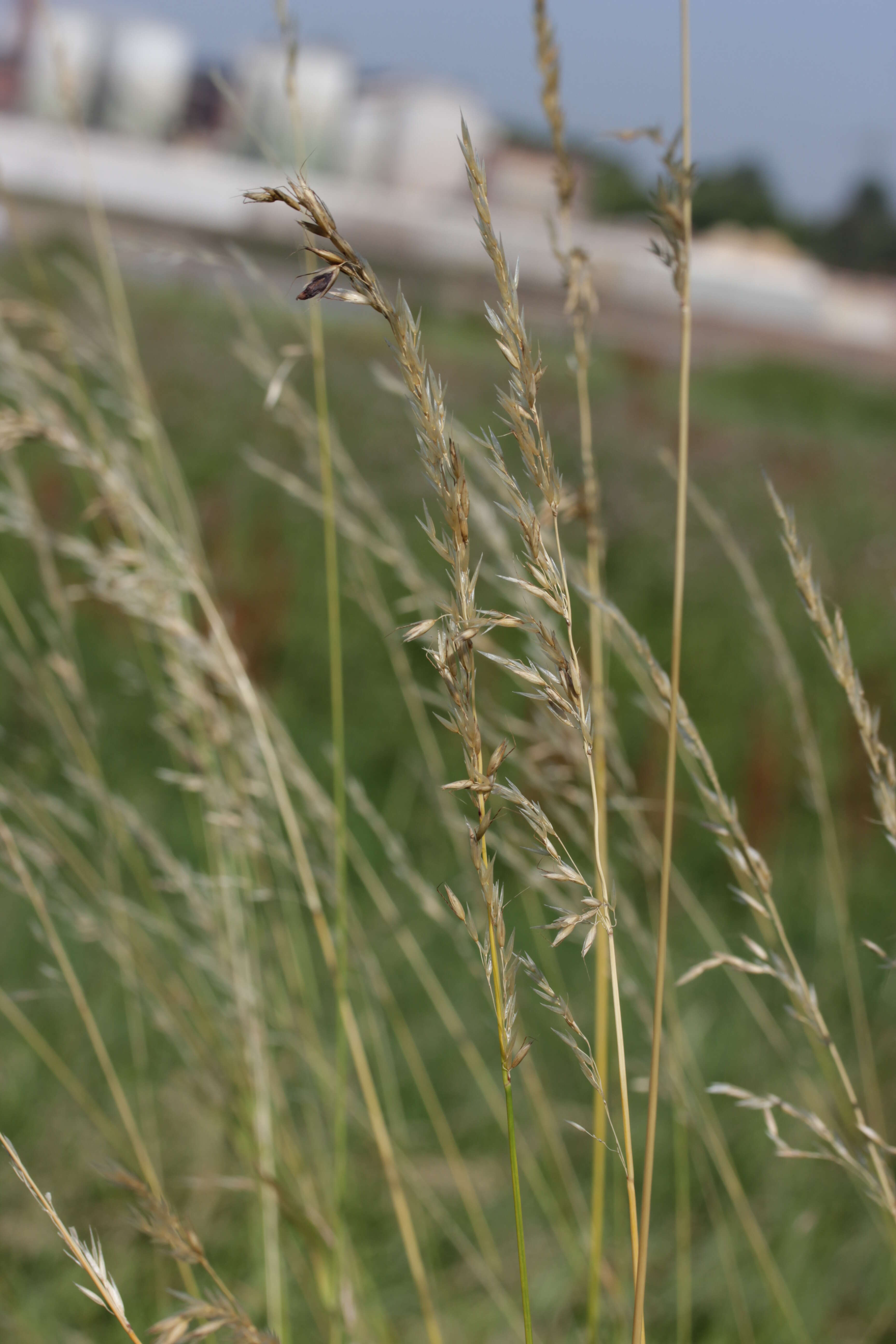 Image of Ergot