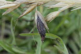 Image of Ergot