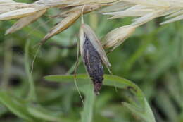 Image of Ergot