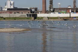 Image of Black-headed Gull