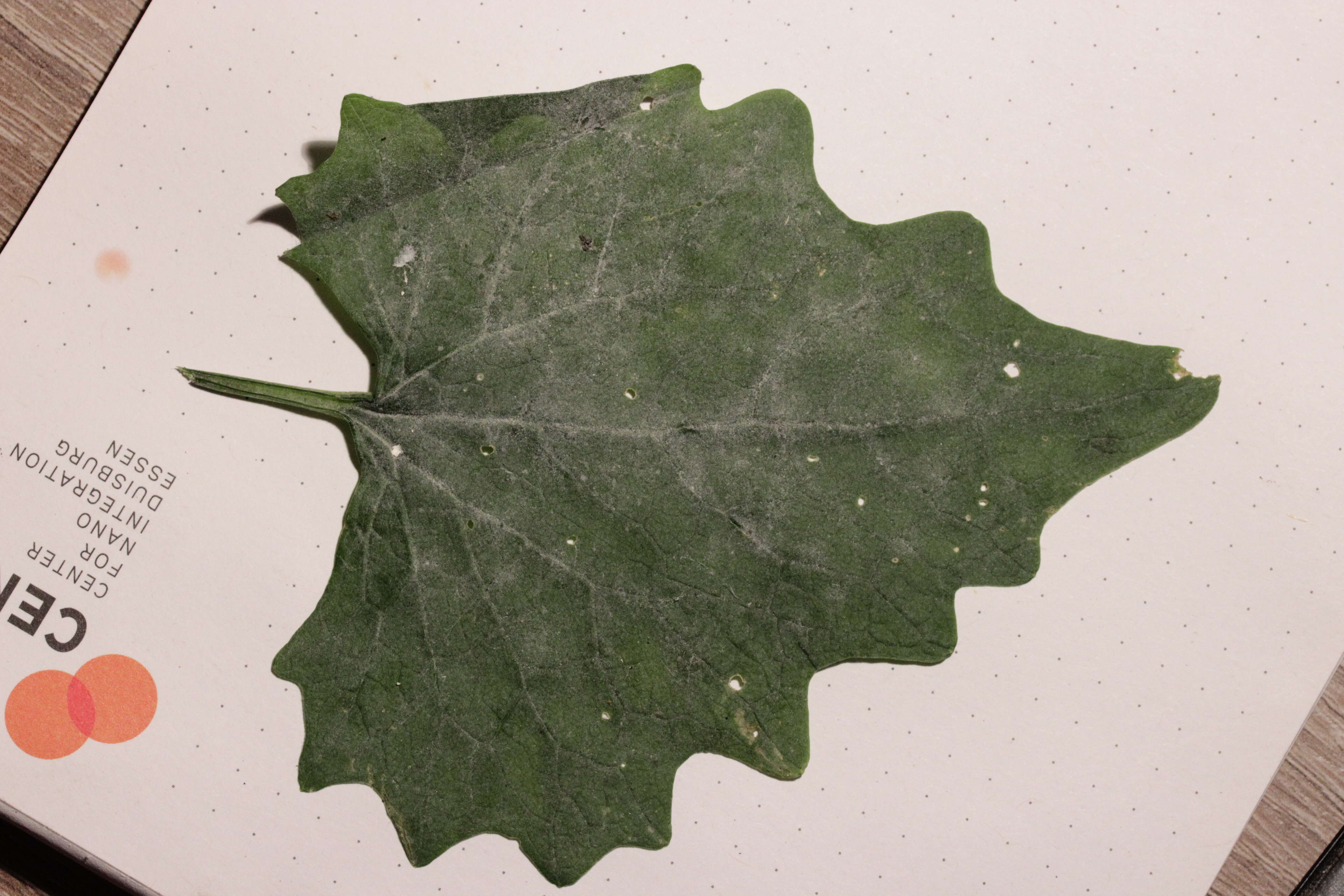 Image of Erysiphe cruciferarum Opiz ex L. Junell 1967