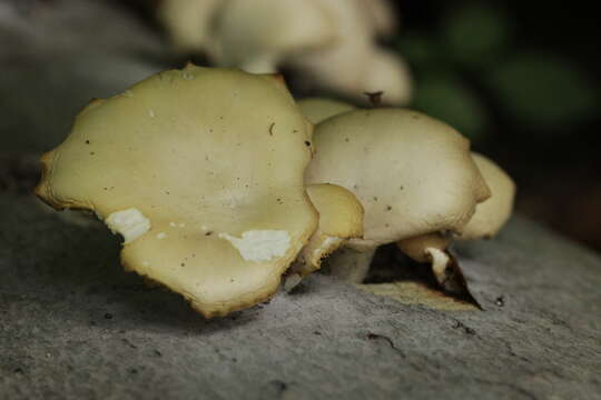 Image of Pleurotus