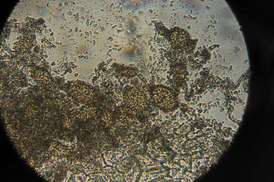 Image de Ampelomyces