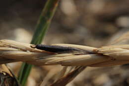 Image of Ergot