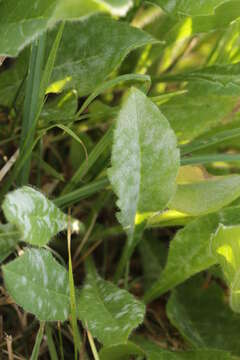 Слика од Knautia arvensis (L.) Coulter