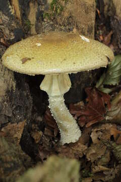 Image of Agaricus augustus Fr. 1838