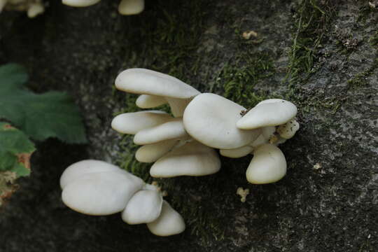 Image of Pleurotus