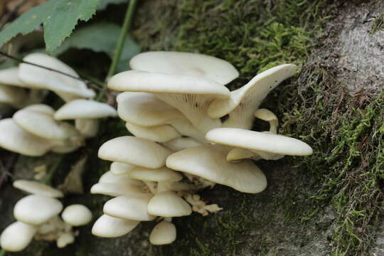 Image of Pleurotus