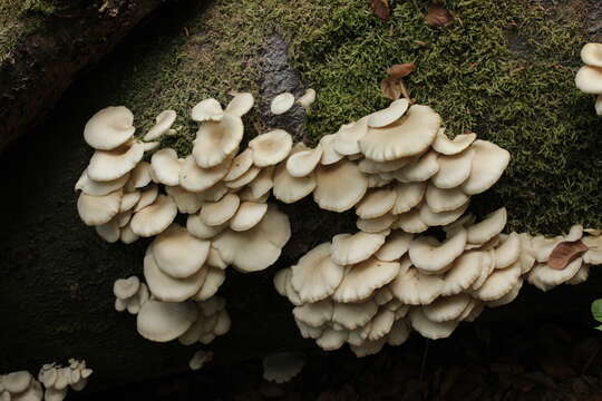 Image of Pleurotus