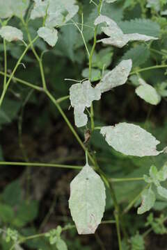 Image of Jewelweed