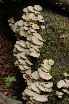 Image of Pleurotus