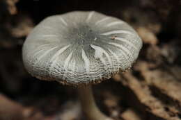 Pluteus salicinus (Pers.) P. Kumm. 1871 resmi