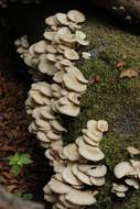 Image of Pleurotus