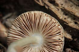 Pluteus salicinus (Pers.) P. Kumm. 1871 resmi