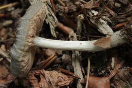 Pluteus salicinus (Pers.) P. Kumm. 1871 resmi