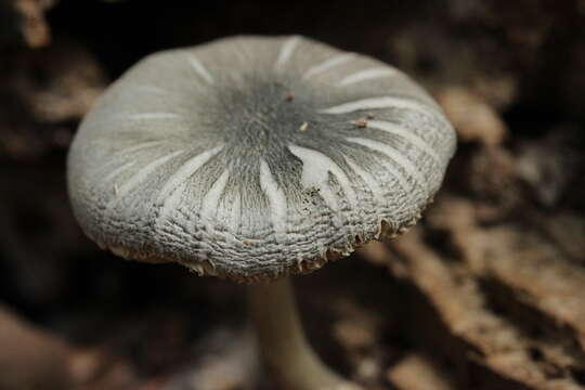 Pluteus salicinus (Pers.) P. Kumm. 1871 resmi