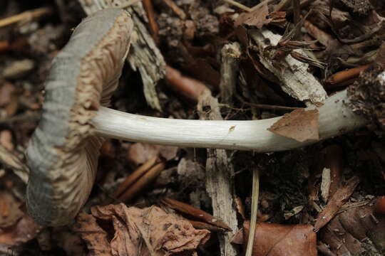 Pluteus salicinus (Pers.) P. Kumm. 1871 resmi