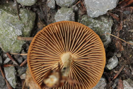 Image of Gymnopus peronatus (Bolton) Gray 1821