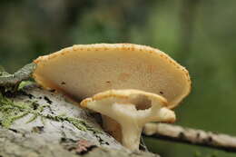 Image of Polyporus tuberaster (Jacq. ex Pers.) Fr. 1821