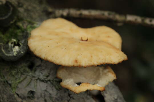 Image of Polyporus tuberaster (Jacq. ex Pers.) Fr. 1821