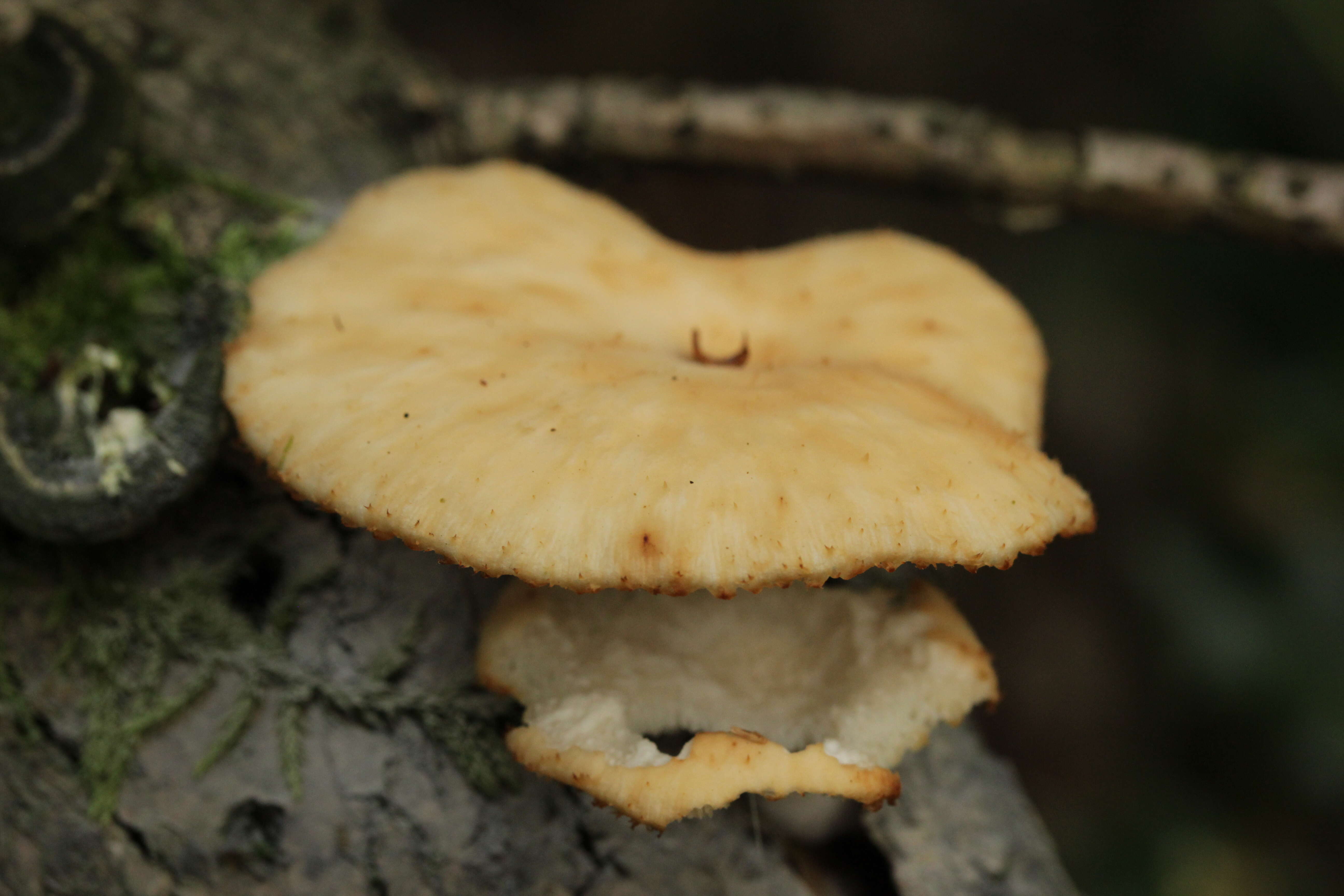 Image of Polyporus tuberaster (Jacq. ex Pers.) Fr. 1821