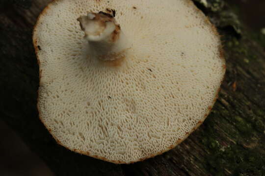 Image of Polyporus tuberaster (Jacq. ex Pers.) Fr. 1821