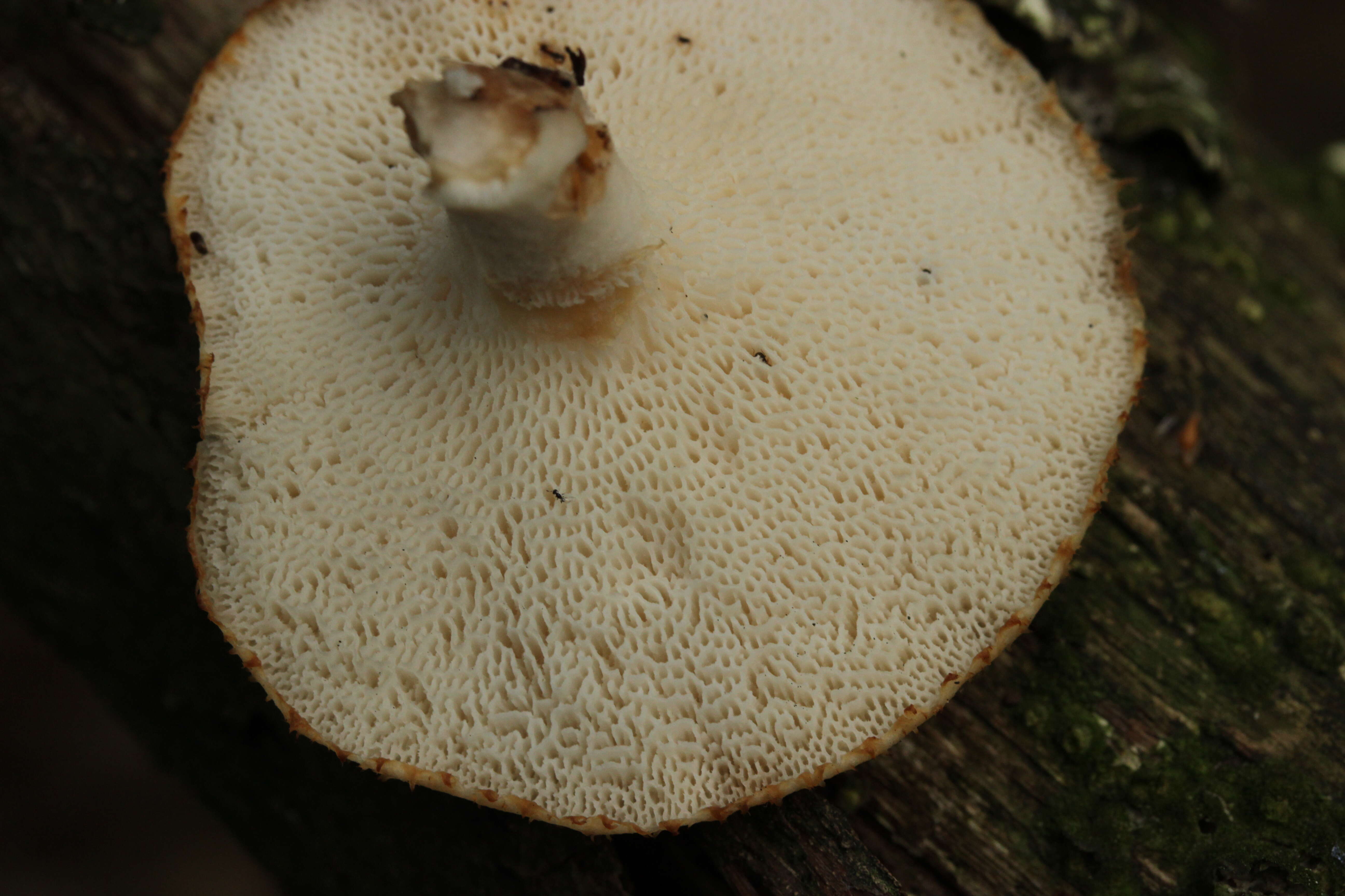 Image of Polyporus tuberaster (Jacq. ex Pers.) Fr. 1821