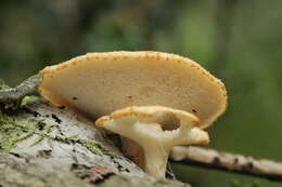 Image of Polyporus tuberaster (Jacq. ex Pers.) Fr. 1821