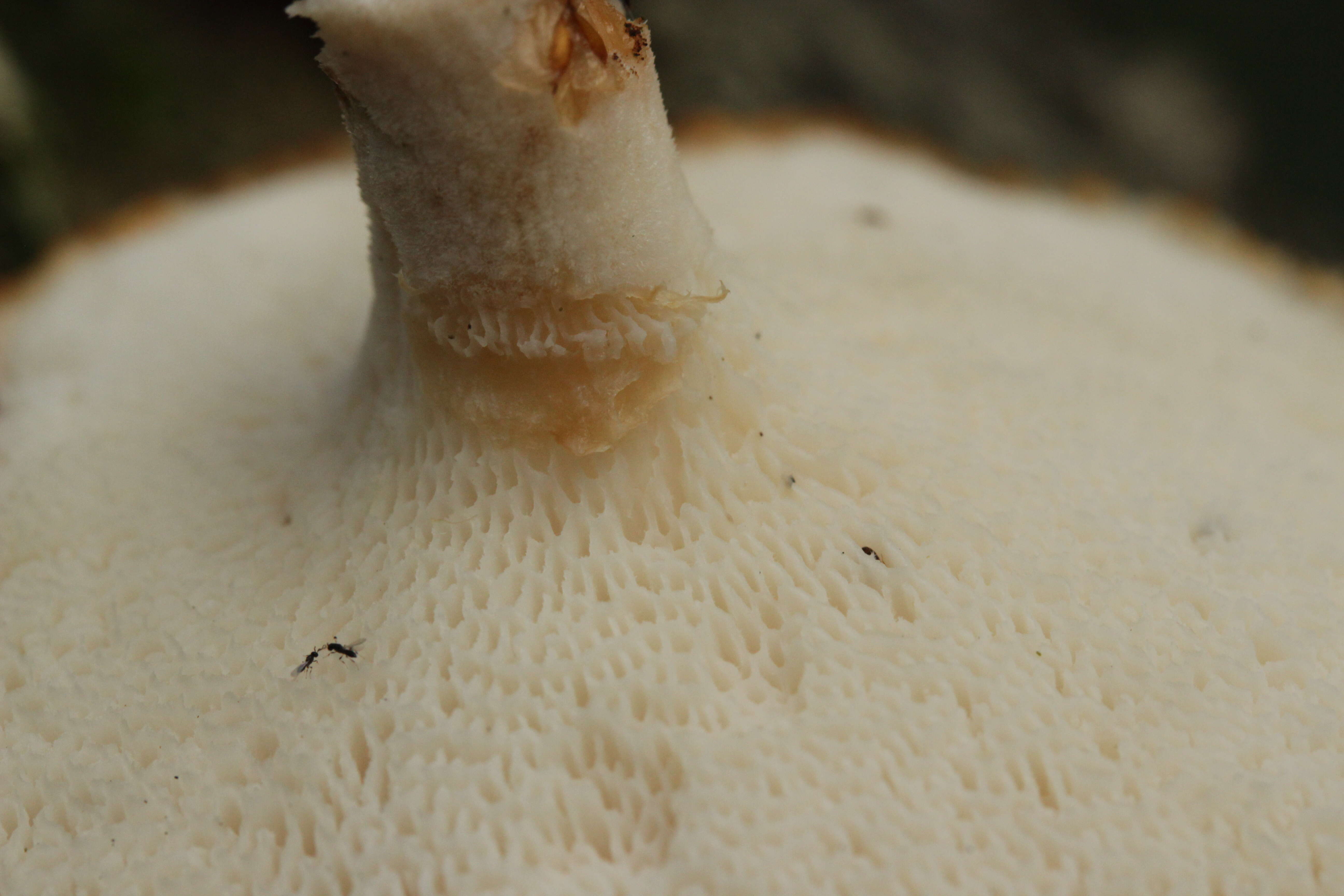 Image of Polyporus tuberaster (Jacq. ex Pers.) Fr. 1821