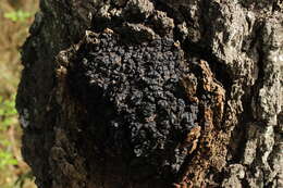 Image of Chaga