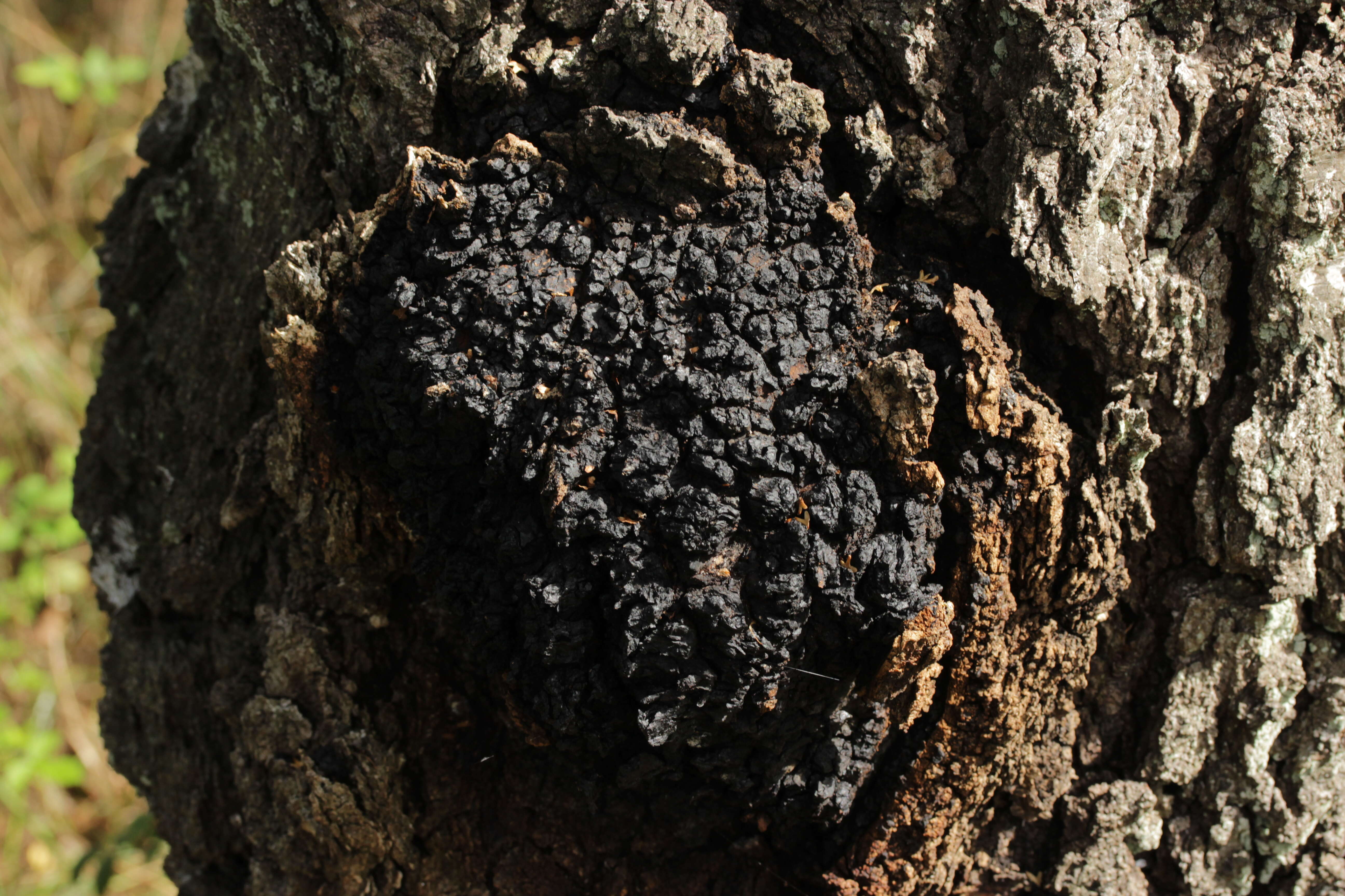 Image of Chaga