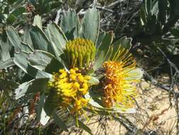 Imagem de Leucospermum rodolentum (Salisb. ex Knight) Rourke