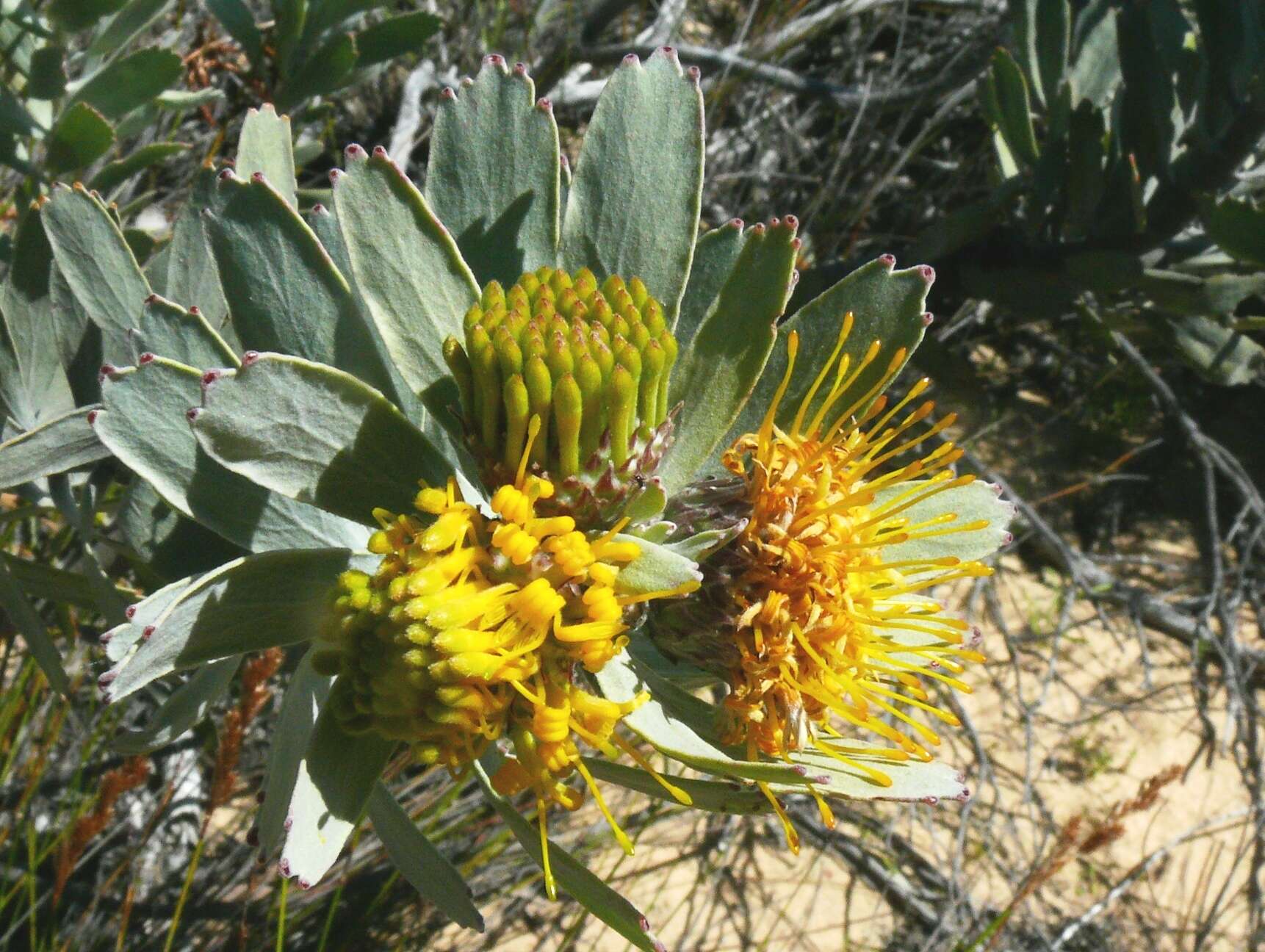 Imagem de Leucospermum rodolentum (Salisb. ex Knight) Rourke