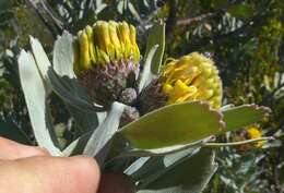 Imagem de Leucospermum rodolentum (Salisb. ex Knight) Rourke