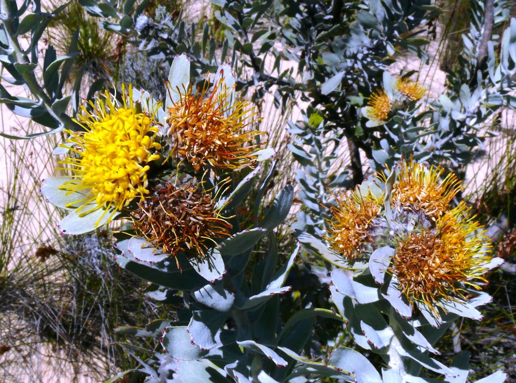 Imagem de Leucospermum rodolentum (Salisb. ex Knight) Rourke