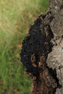 Image of Chaga