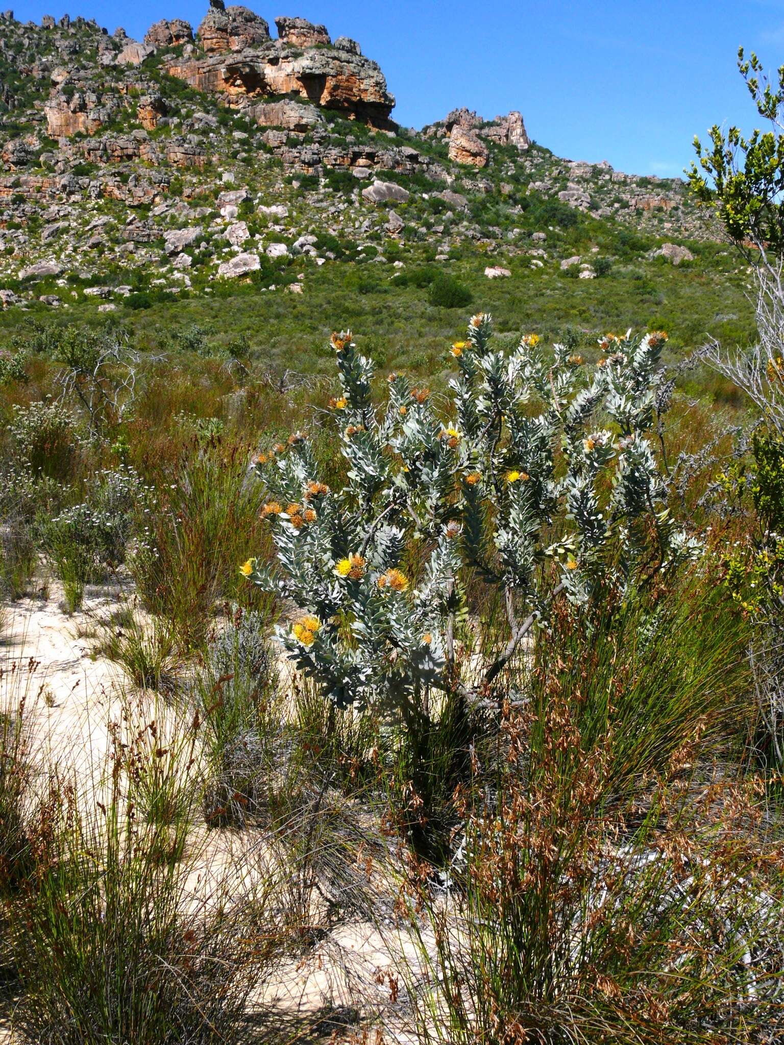 Imagem de Leucospermum rodolentum (Salisb. ex Knight) Rourke