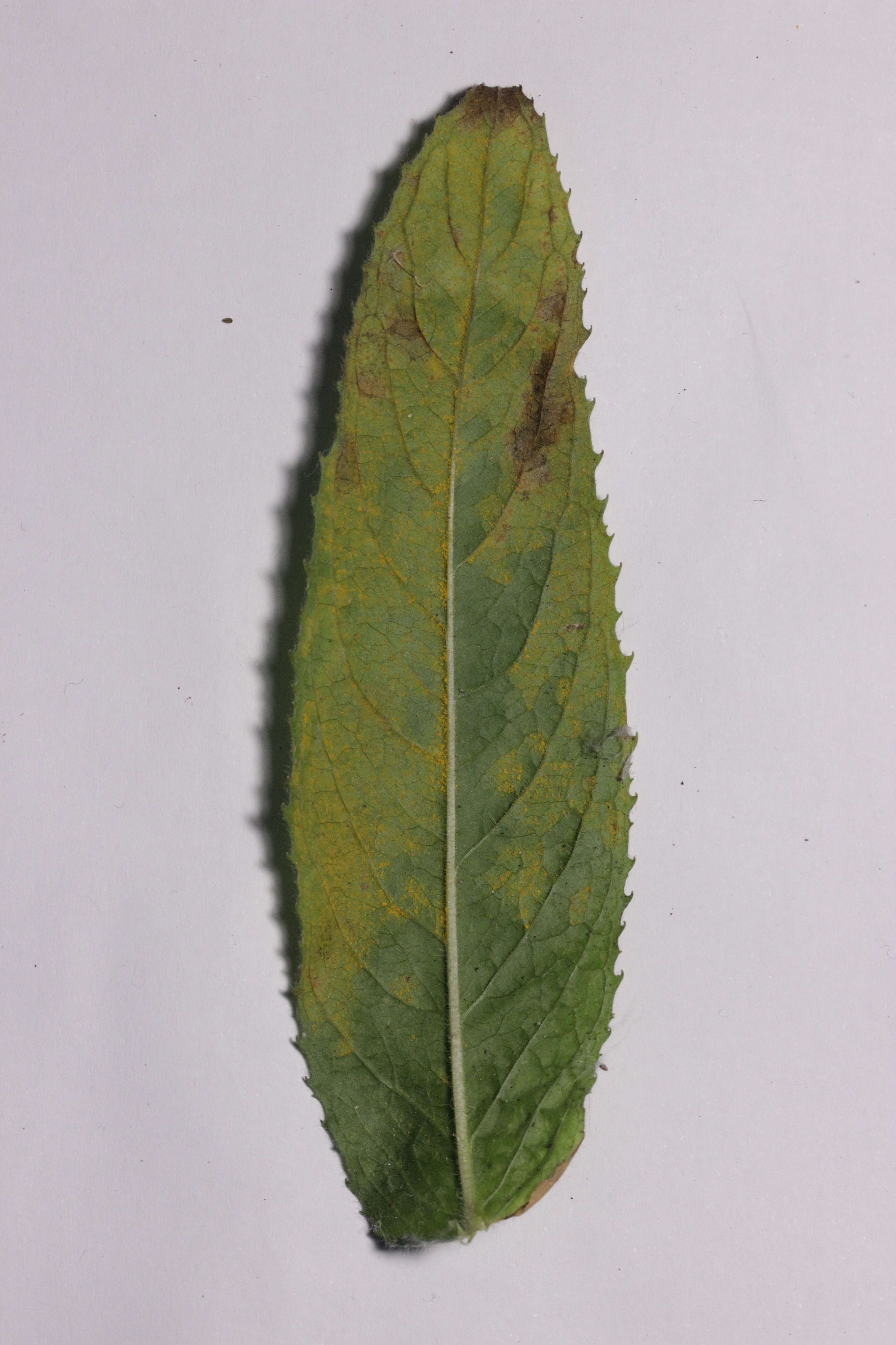 Image of Rust of Fuchsia