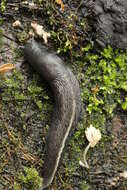 Image of ash-black slug