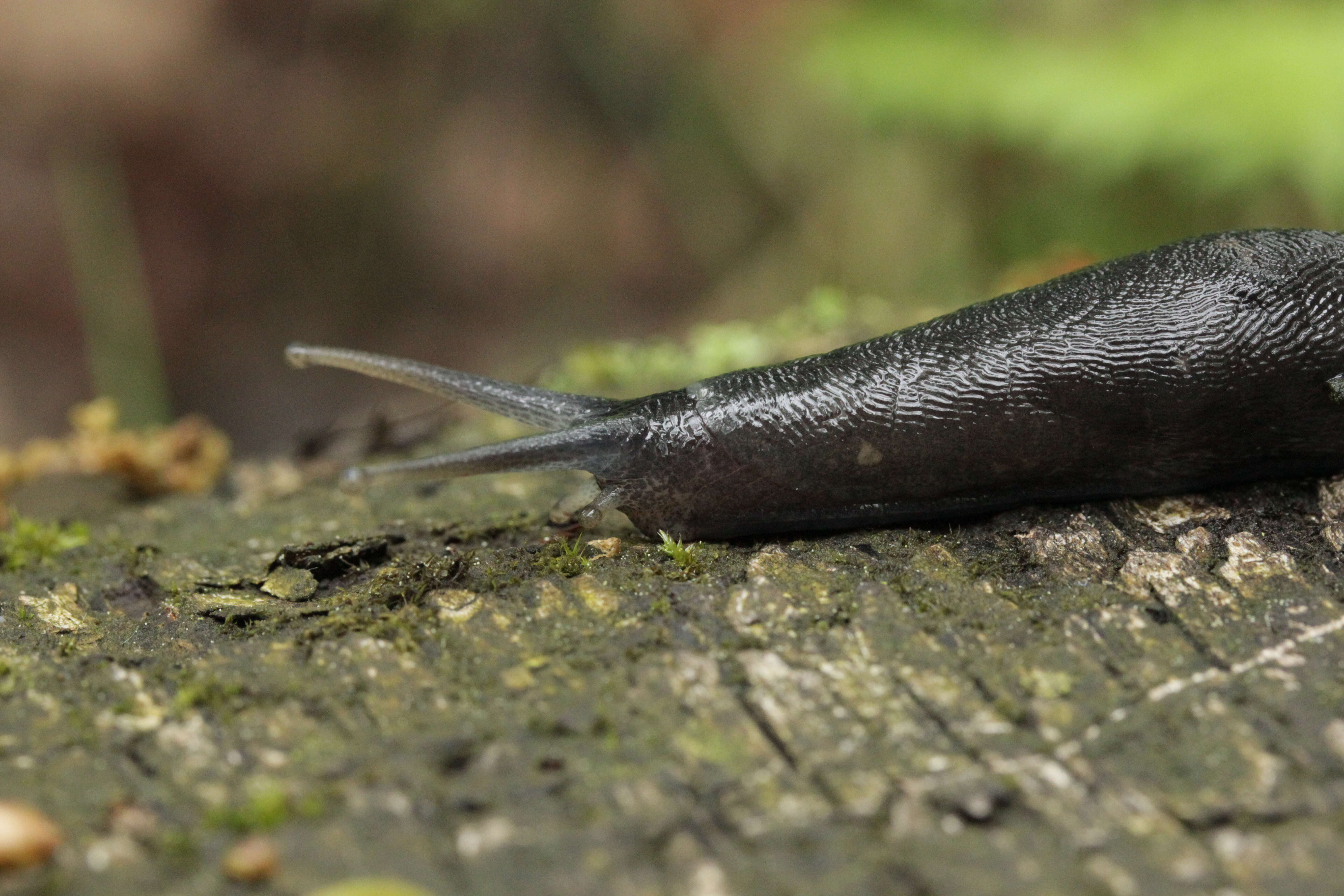 Image of ash-black slug