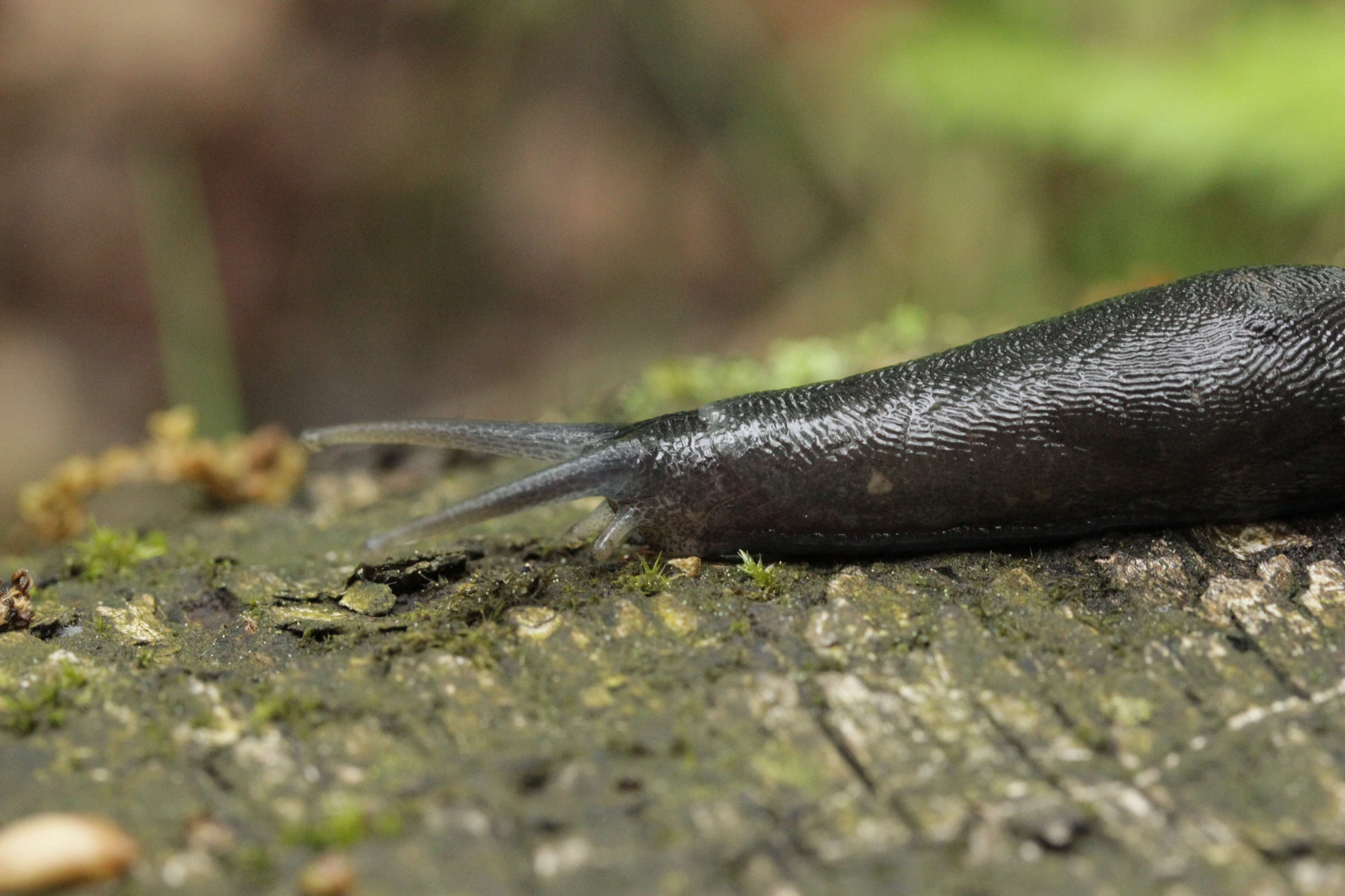 Image of ash-black slug