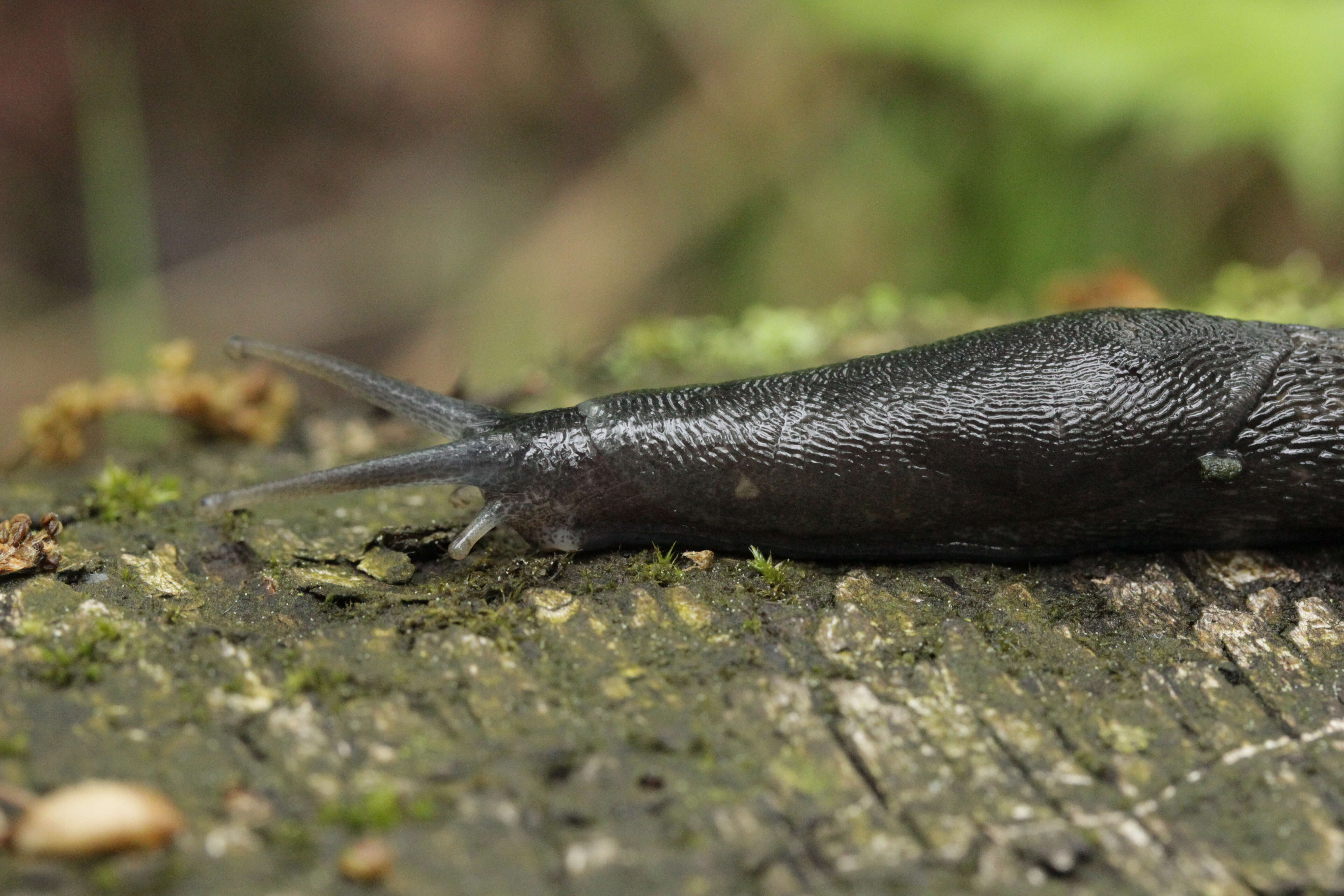 Image of ash-black slug