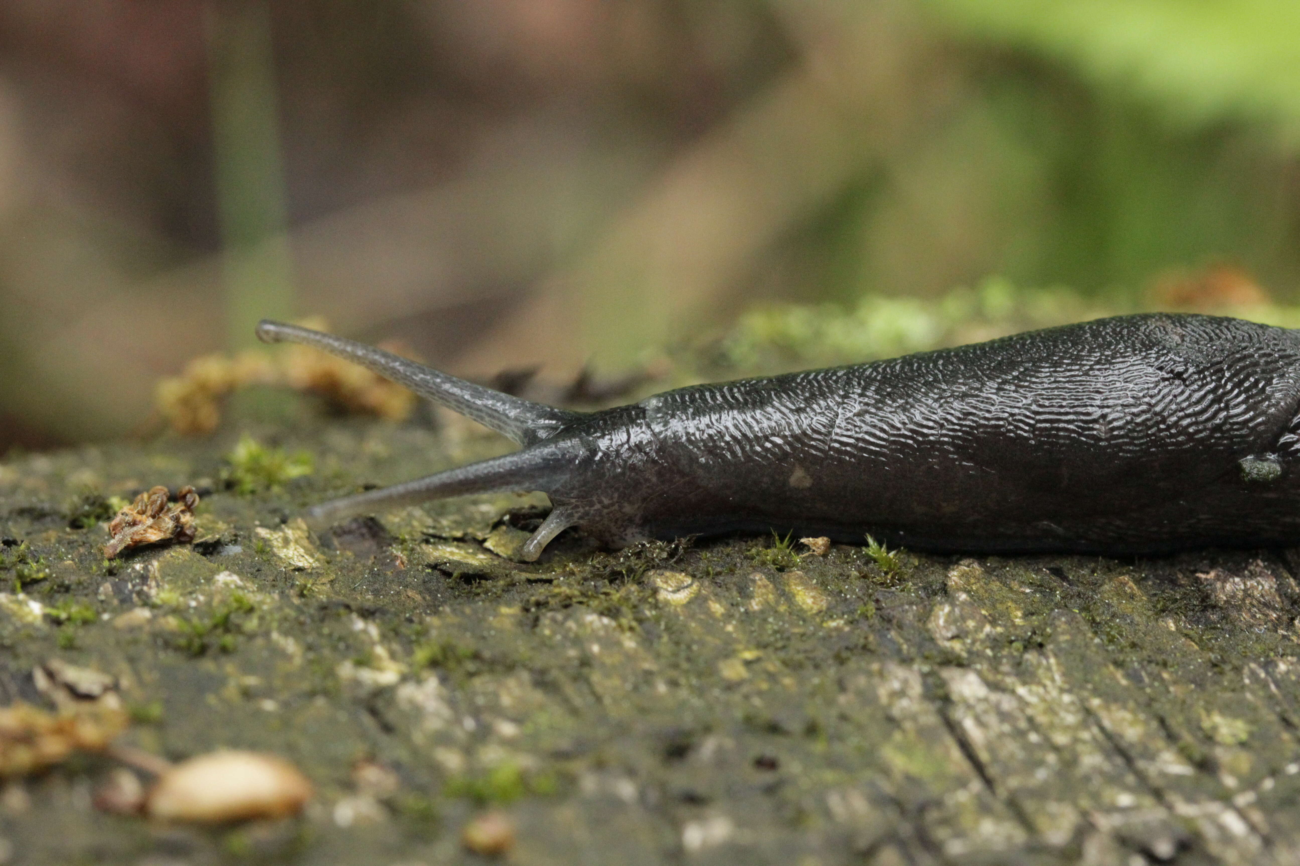 Image of ash-black slug