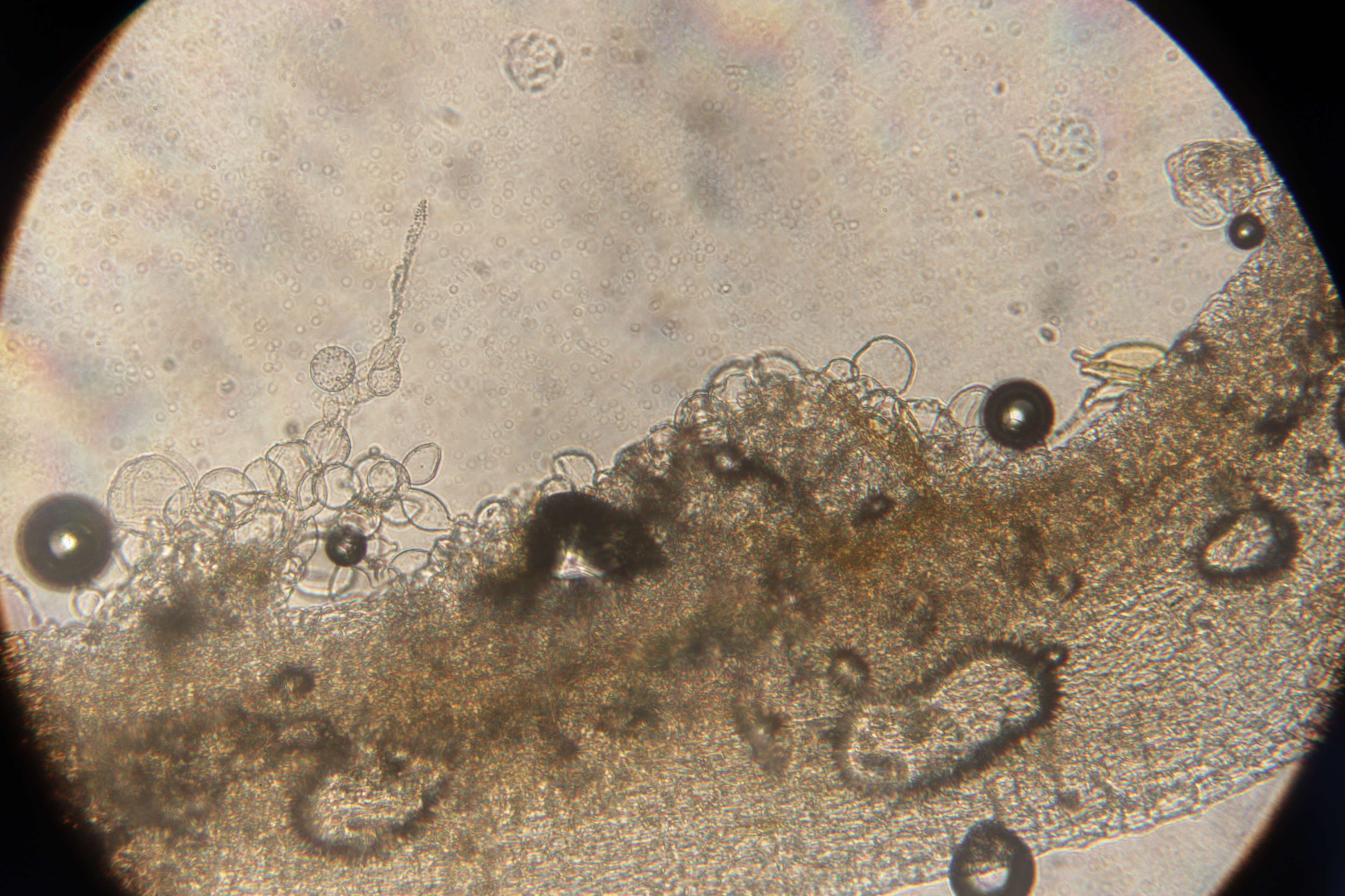 Coprinellus domesticus (Bolton) Vilgalys, Hopple & Jacq. Johnson 2001的圖片