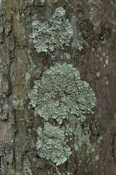 Image of Common greenshield lichen