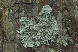 Image of Common greenshield lichen