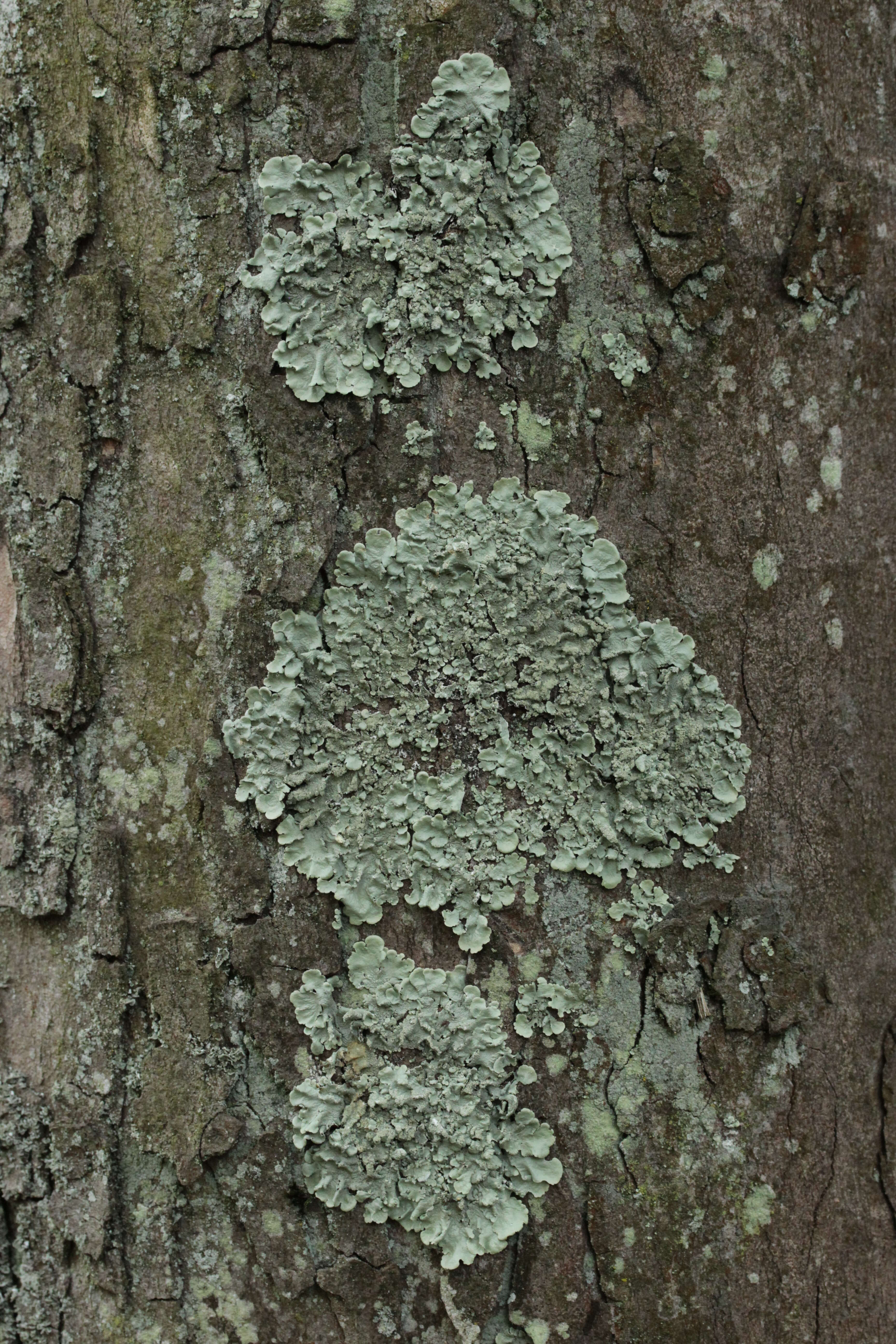 Image of Common greenshield lichen