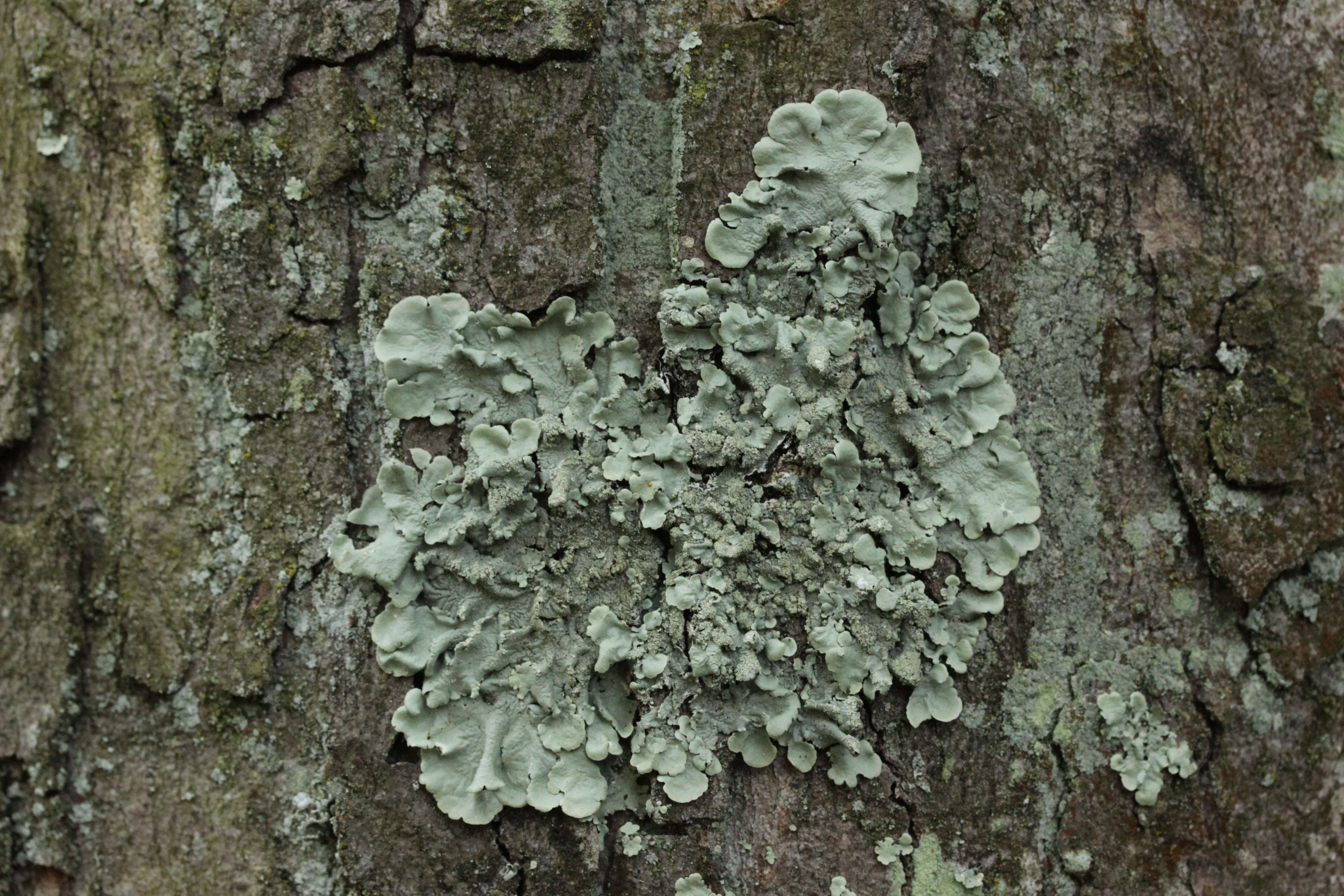 Image of Common greenshield lichen